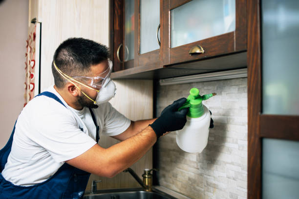 Best Local Pest Control Services  in Fairbank, IA