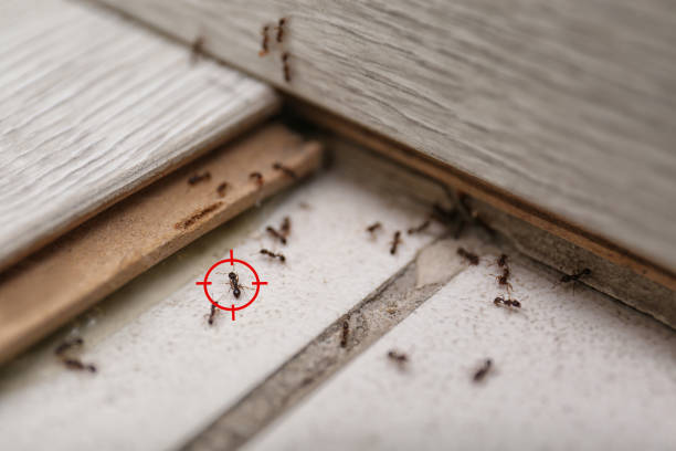 Best Termite Control Services  in Fairbank, IA